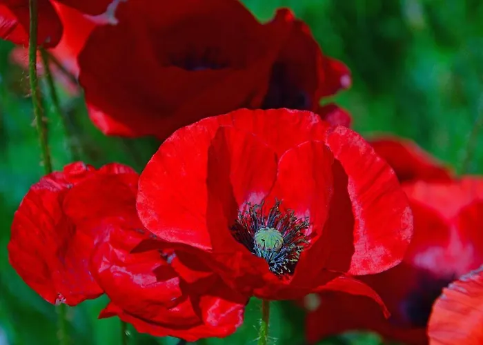 Poppy Flower Budapeszt