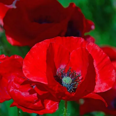 Poppy Flower Budapest