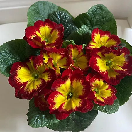 Poppy Flower Quiet Flat Near Sziget Festival 부다페스트