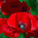 Poppy Flower בודפשט